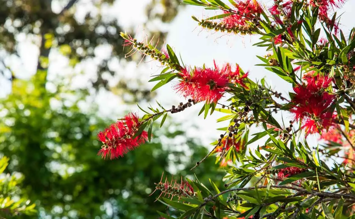 Shoalhaven Place gardens