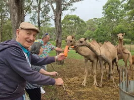 residents feed camels