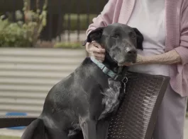 Rescue Pet