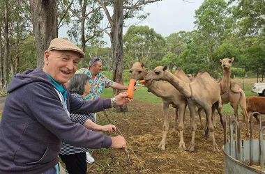 residents feed camels