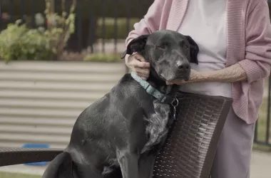 Rescue Pet