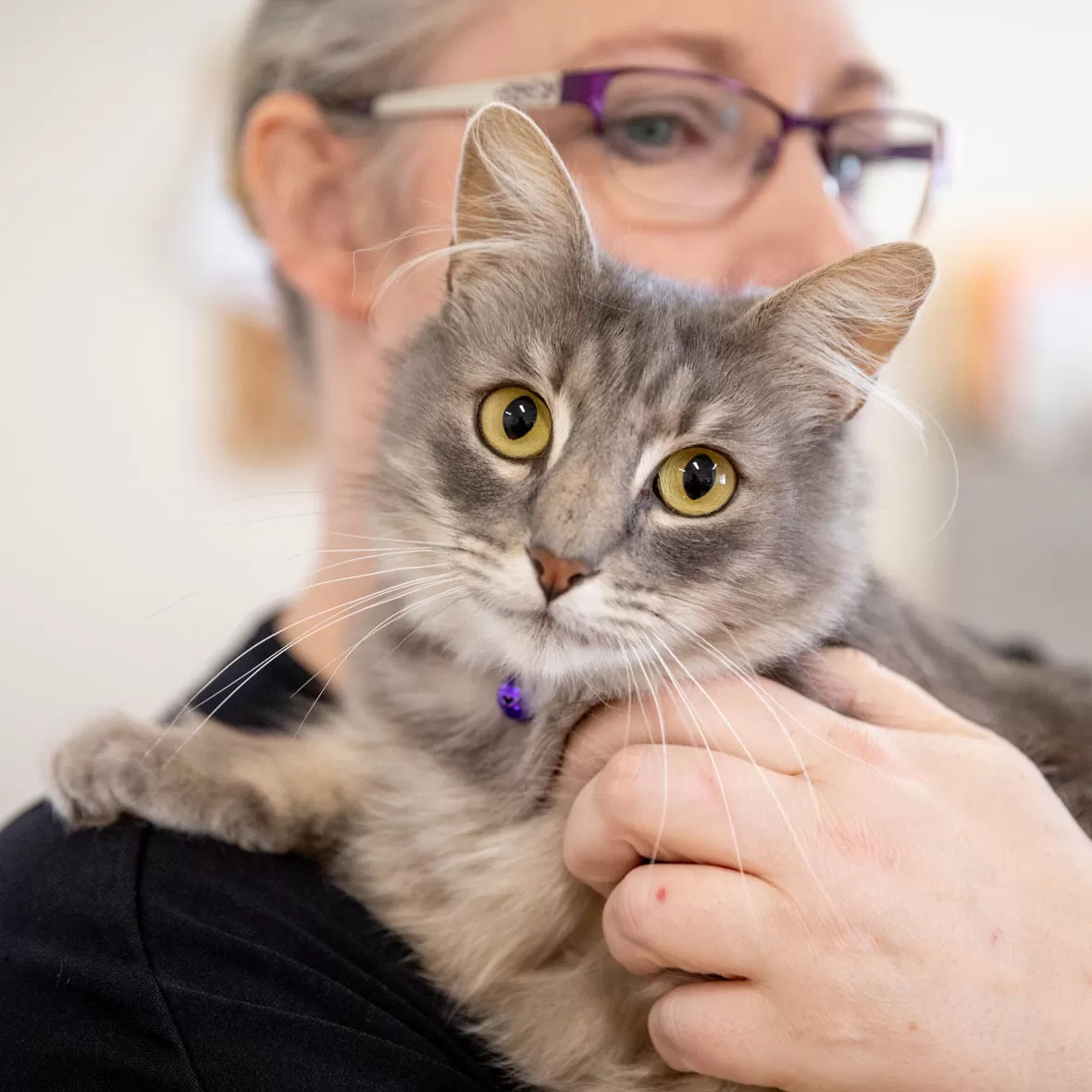 Pets aged care